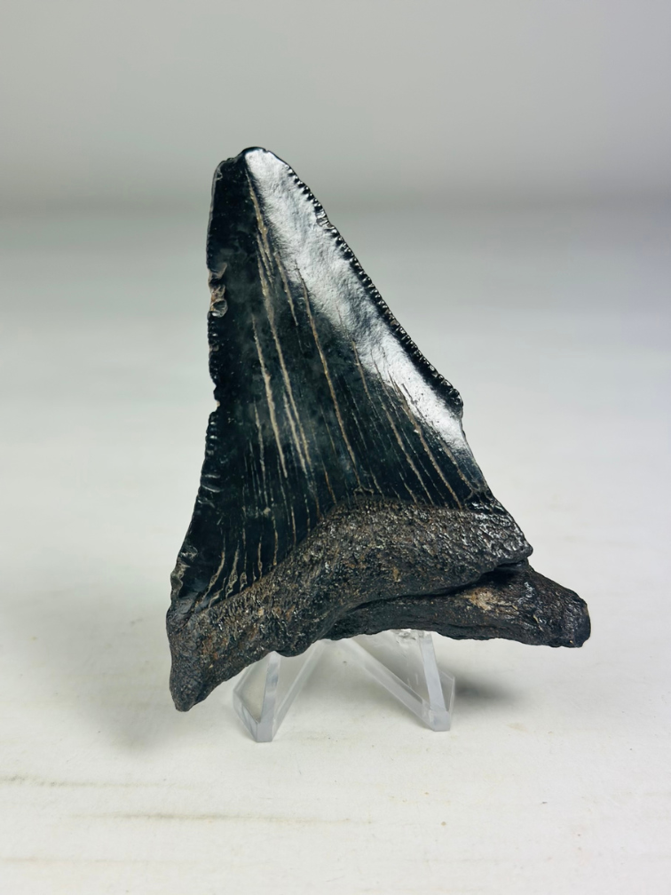 Dente di megalodonte ''Abyssal Dream'' (USA) - 8,3 cm