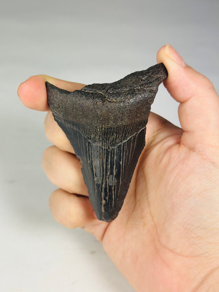 Dente di megalodonte ''Abyssal Dream'' (USA) - 8,3 cm