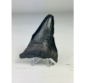 Megalodon tooth ''Abyssal Dream'' (US) - 8,3 cm