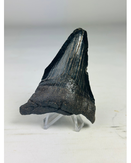 Dente di megalodonte ''Abyssal Dream'' (USA) - 8,3 cm