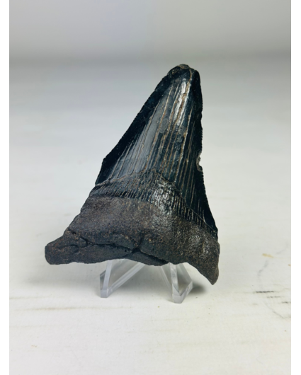 Megalodon tooth ''Abyssal Dream'' (US) - 8,3 cm
