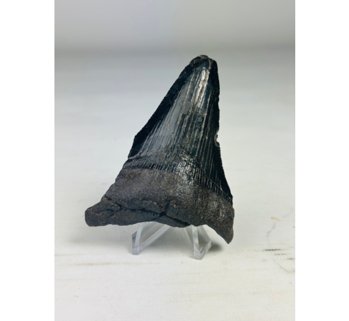 Dente di megalodonte ''Abyssal Dream'' (USA) - 8,3 cm