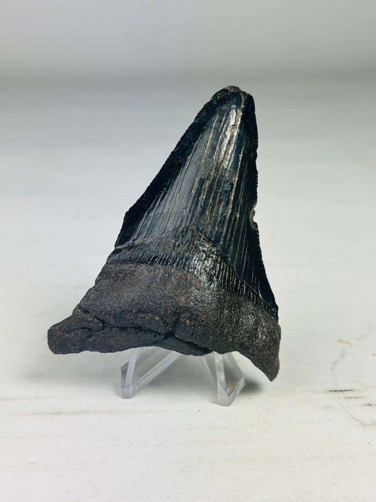 Megalodon tooth ''Abyssal Dream'' (US) - 8,3 cm