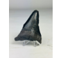 Dente di megalodonte ''Abyssal Dream'' (USA) - 8,3 cm