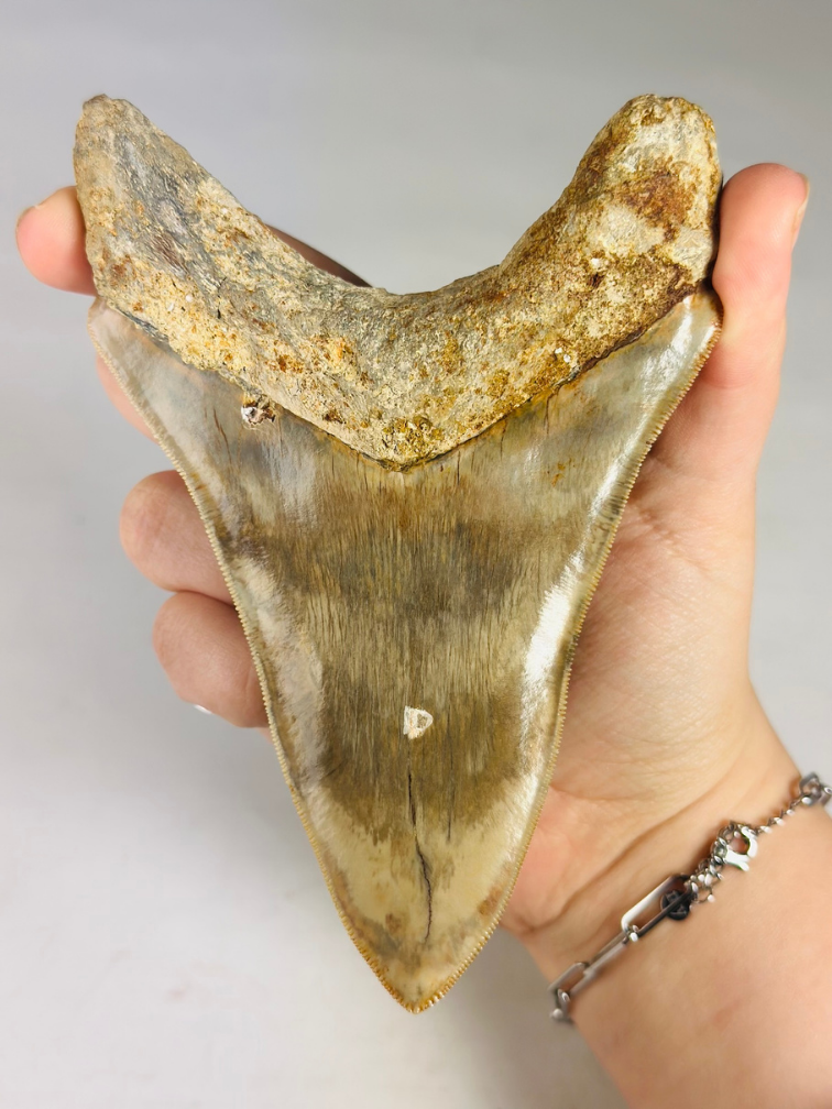 MT4 - Megalodon Tooth "Destroyer of the Sacred" (Indonesia) - 13,5 cm