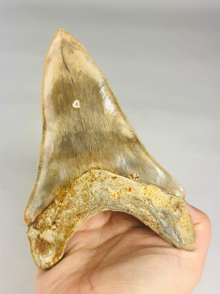 MT4 - Megalodon Tooth "Destroyer of the Sacred" (Indonesia) - 13,5 cm