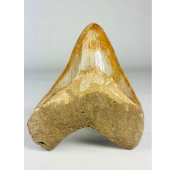MT 11 - Diente de Megalodon "Elder Book" (Indonesia) - 14,3 cm