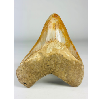 MT 11 - Megalodon tooth "Elder Book" (Indonesia) - 14,3 cm