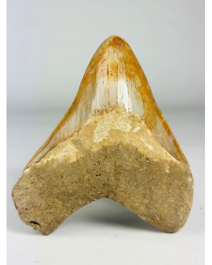 MT 11 - Diente de Megalodon "Elder Book" (Indonesia) - 14,3 cm