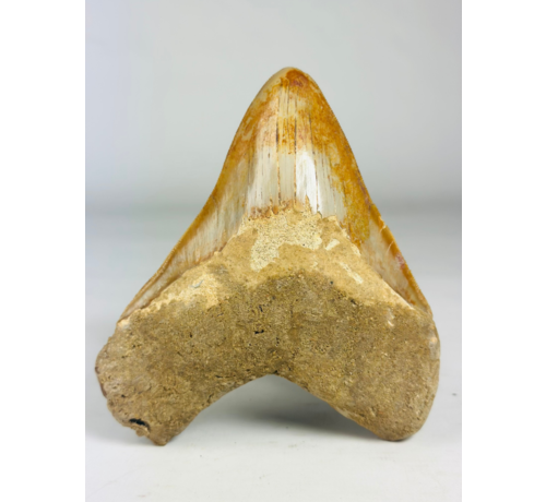 MT 11 - Dente di Megalodon "Elder Book" (Indonesia) - 14,3 cm