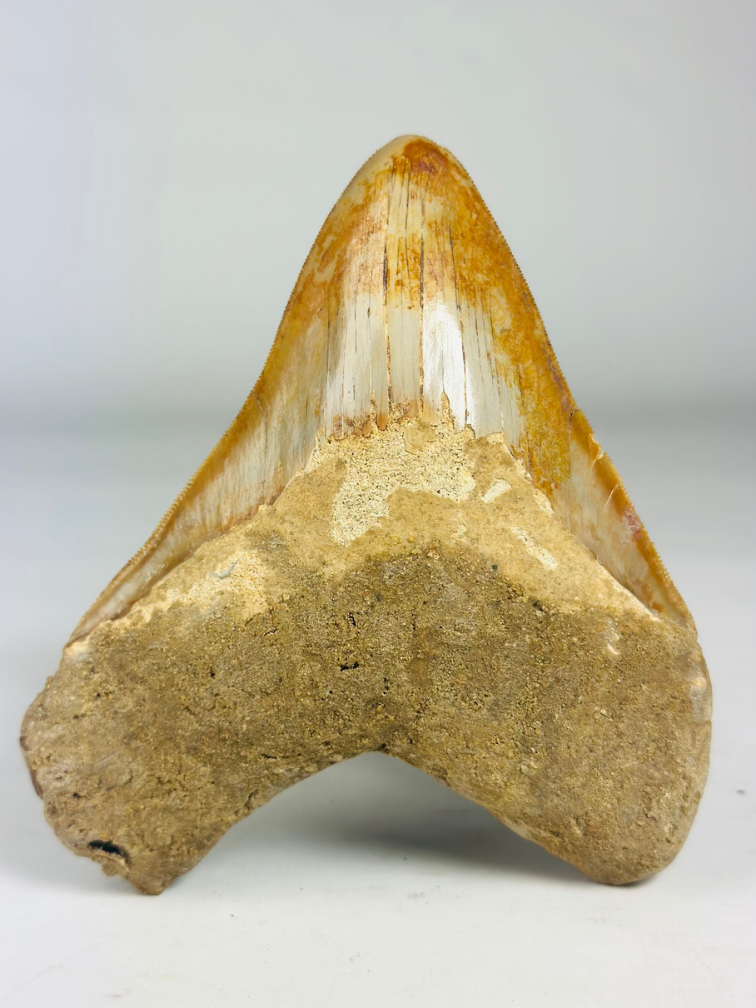 MT 11 - Dente di Megalodon "Elder Book" (Indonesia) - 14,3 cm