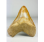 MT 11 - Diente de Megalodon "Elder Book" (Indonesia) - 14,3 cm