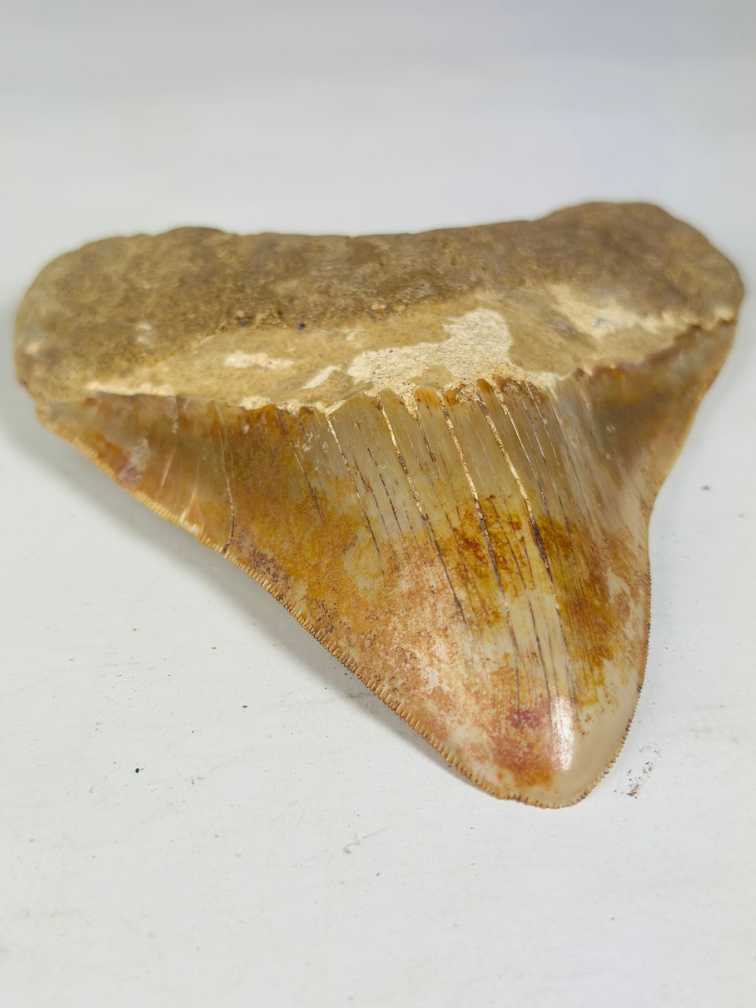 MT 11 - Dente di Megalodon "Elder Book" (Indonesia) - 14,3 cm