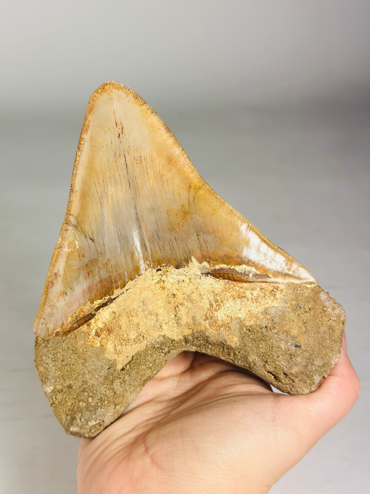 MT 11 - Dente di Megalodon "Elder Book" (Indonesia) - 14,3 cm