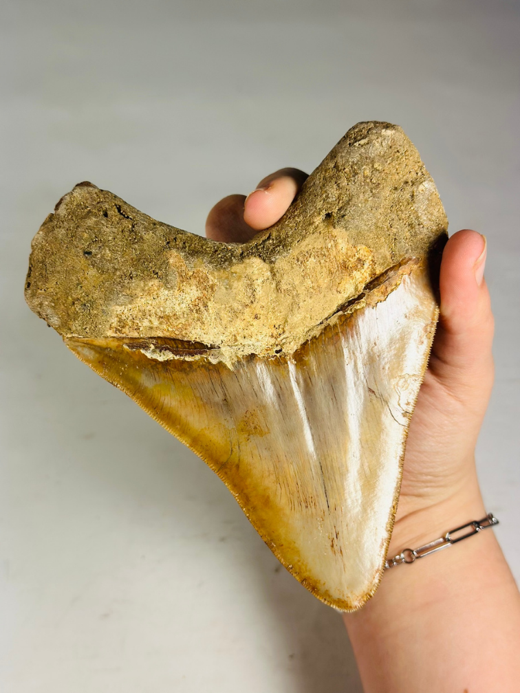 MT 11 - Diente de Megalodon "Elder Book" (Indonesia) - 14,3 cm