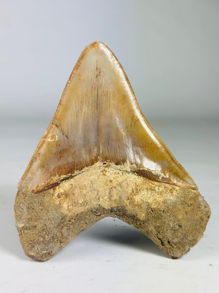 MT 11 - Dente di Megalodon "Elder Book" (Indonesia) - 14,3 cm