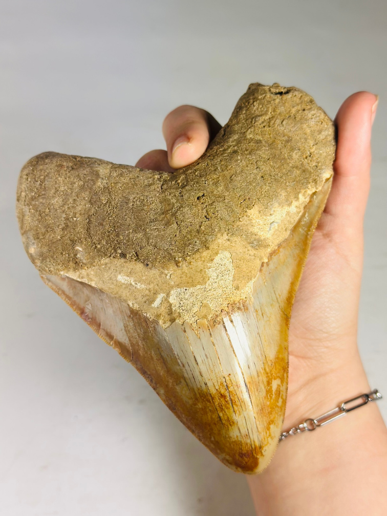 MT 11 - Dente di Megalodon "Elder Book" (Indonesia) - 14,3 cm