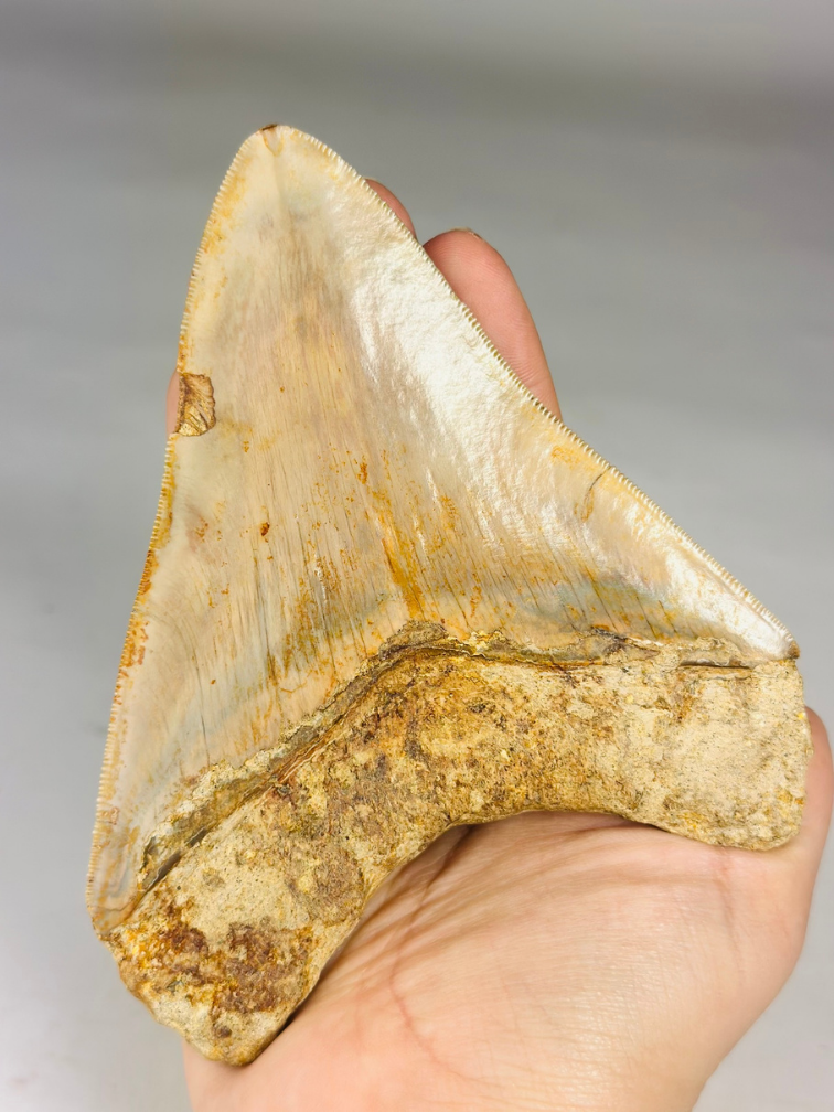 MT 8 - Megalodon Tooth "The Shadow" (Indonesia) - 13,4 cm