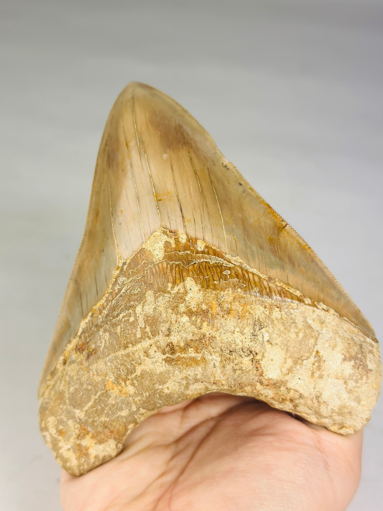 MT 8 - Megalodon Tooth "The Shadow" (Indonesia) - 13,4 cm