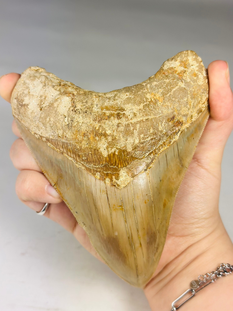 MT 8 - Megalodon Tooth "The Shadow" (Indonesia) - 13,4 cm