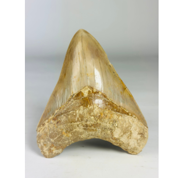 MT 8 - Dente di Megalodon "The Shadow" (Indonesia) - 13,4 cm