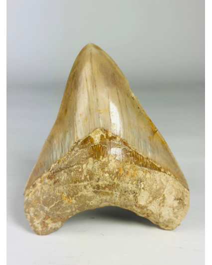 MT 8 - Megalodon Tooth "The Shadow" (Indonesia) - 13,4 cm