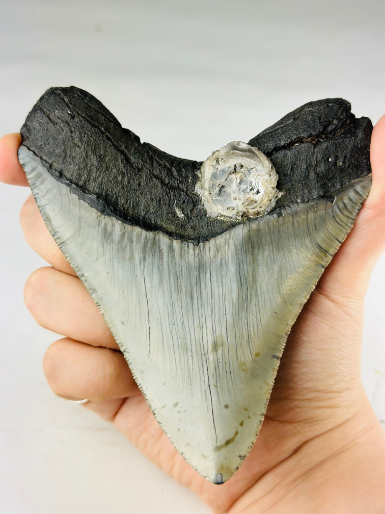 A grade - Dente di Megalodon "Gem of Divinity" (USA) - 12,8 cm