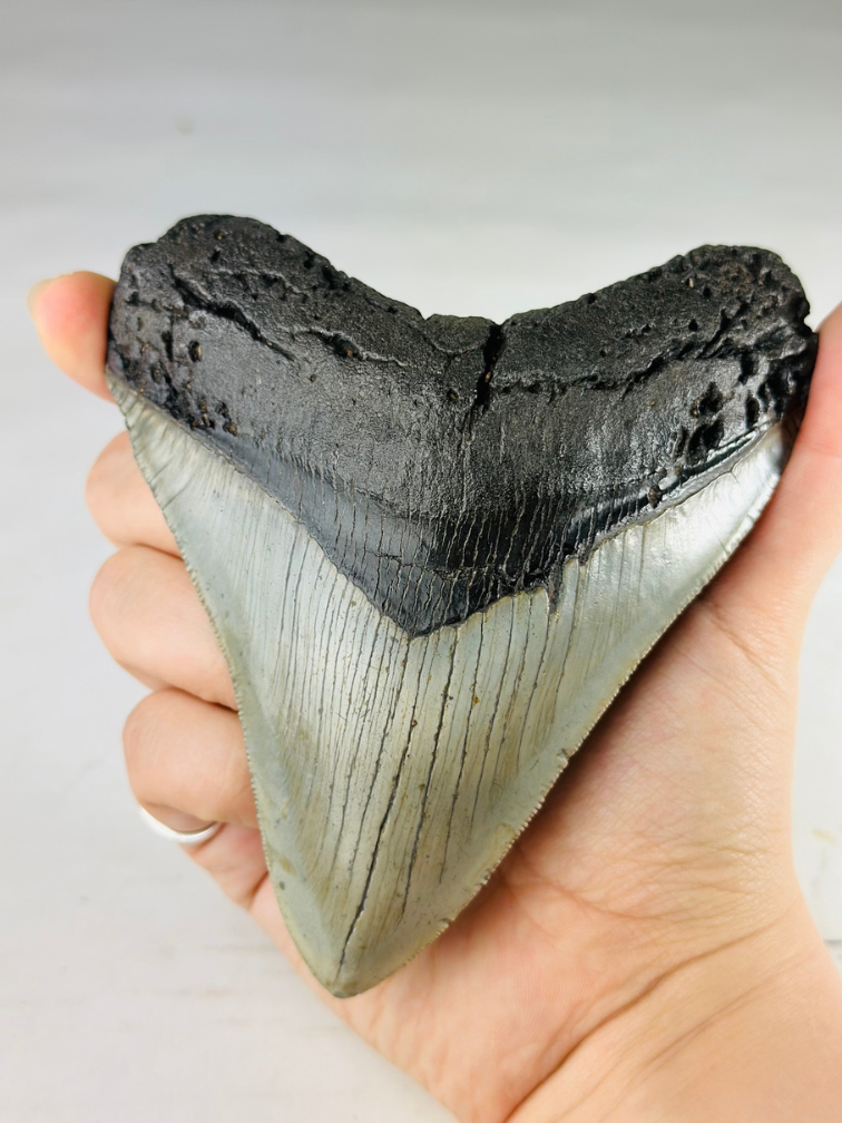 A grade - Megalodon-Zahn " Gem of Divinity" (US) - 12,8 cm