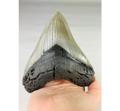 A grade - Megalodon Tooth "Gem of Divinity" (US) - 12,8 cm