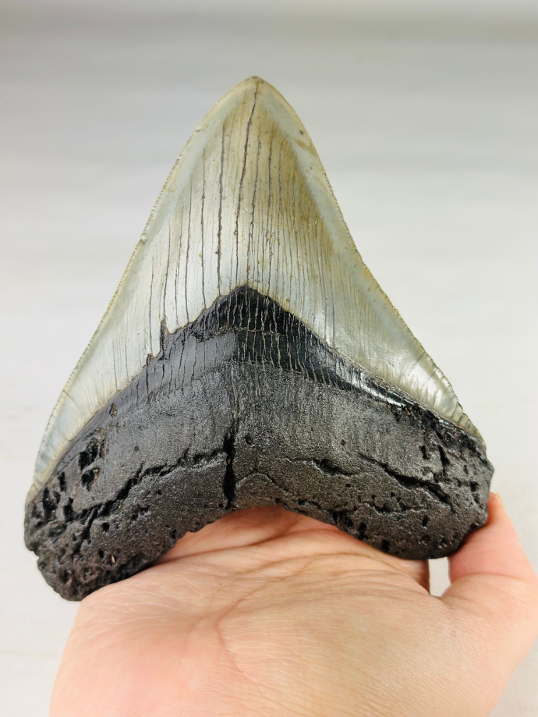 A grade - Dente di Megalodon "Gem of Divinity" (USA) - 12,8 cm