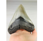 A grade - Diente de Megalodon "Gem of Divinity" (US) - 12,8 cm