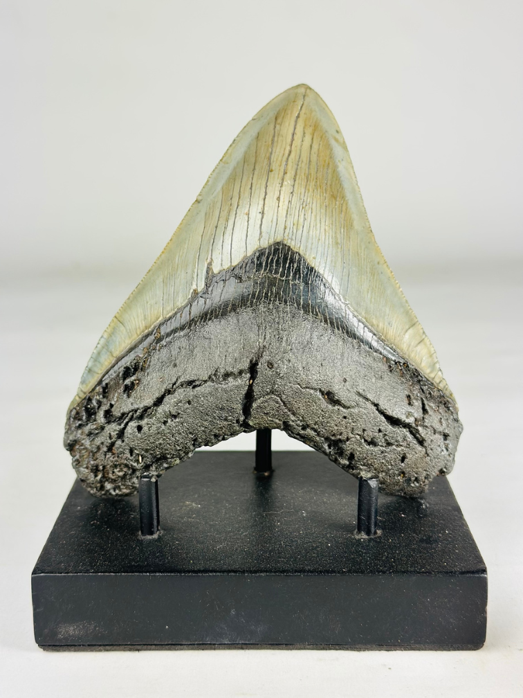 A grade - Dent de mégalodon "Gem of Divinity" (US) - 12,8 cm