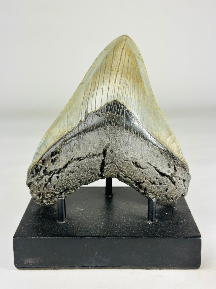 A grade - Dente di Megalodon "Gem of Divinity" (USA) - 12,8 cm