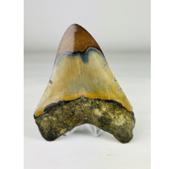 Dente di megalodonte lucidato "Old Scroll" (USA) - 10,6 cm