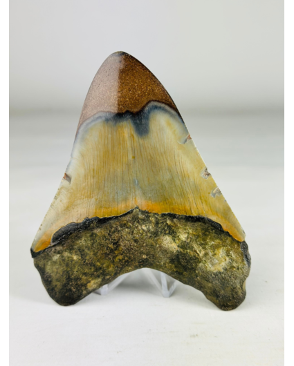 Polished megalodon tooth "Old Scroll" (US) - 10,6 cm
