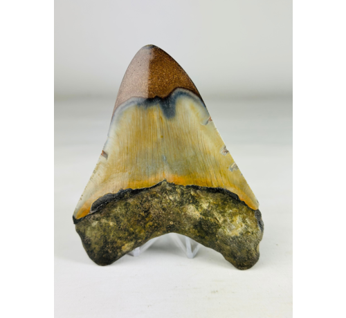 Gepolijste megalodon tand "Old Scroll" (VS) - 10,6 cm