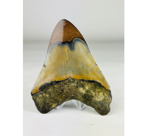 Polished megalodon tooth "Old Scroll" (US) - 10,6 cm