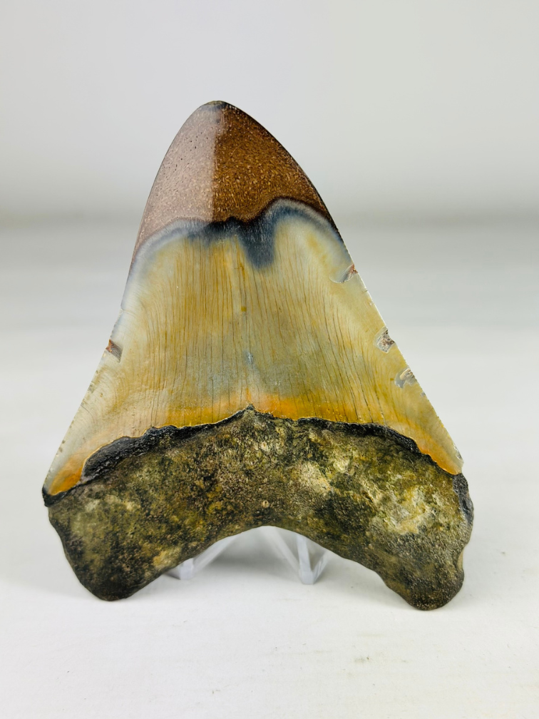 Dente di megalodonte lucidato "Old Scroll" (USA) - 10,6 cm