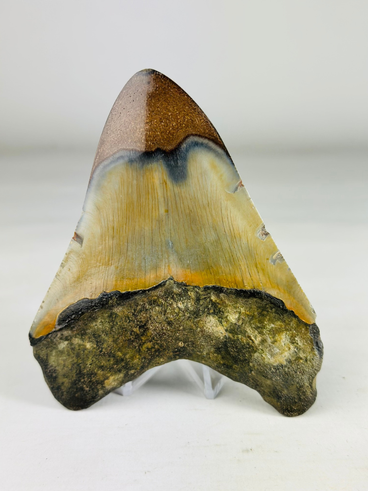 Gepolijste megalodon tand "Old Scroll" (VS) - 10,6 cm