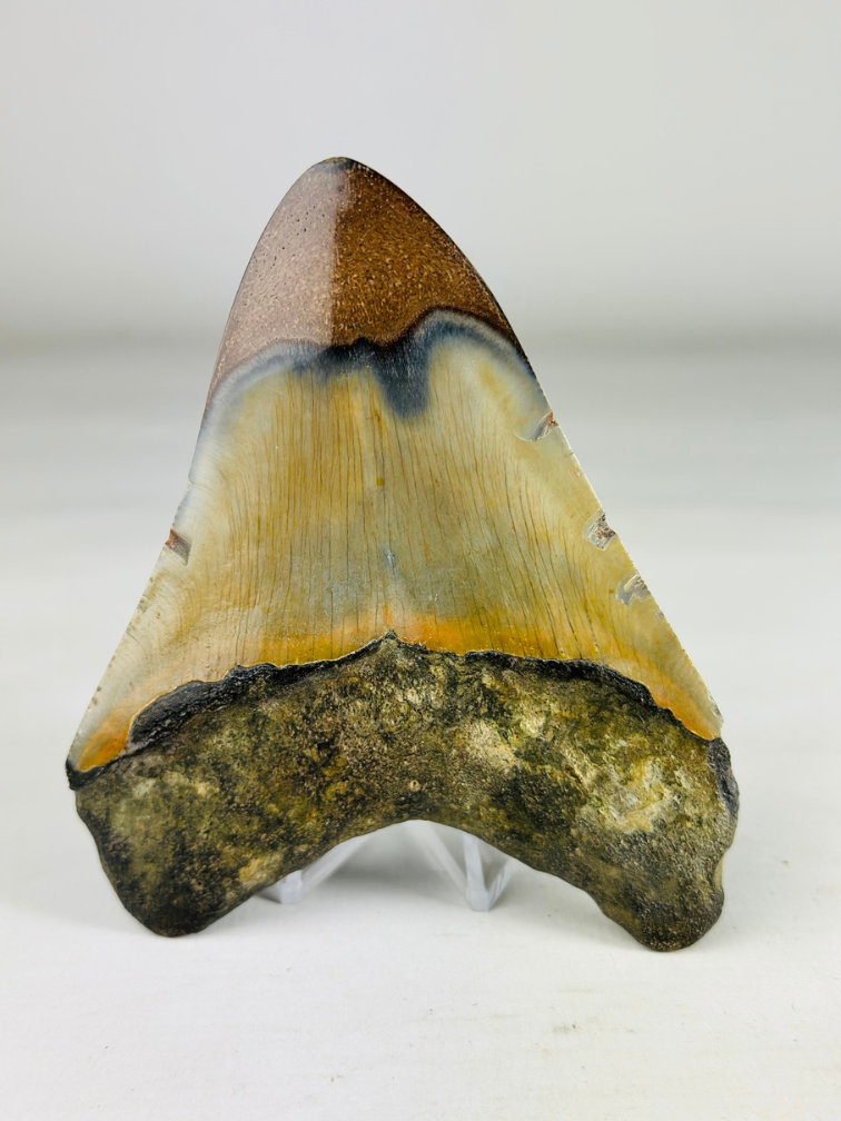 Polierter Megalodon-Zahn "Old Scroll" (US) - 10,6 cm