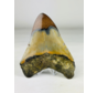 Dente di megalodonte lucidato "Old Scroll" (USA) - 10,6 cm