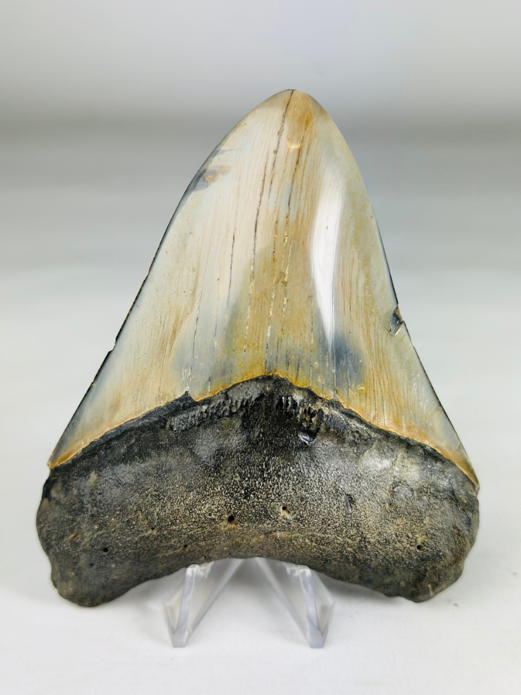 Gepolijste megalodon tand "Old Scroll" (VS) - 10,6 cm