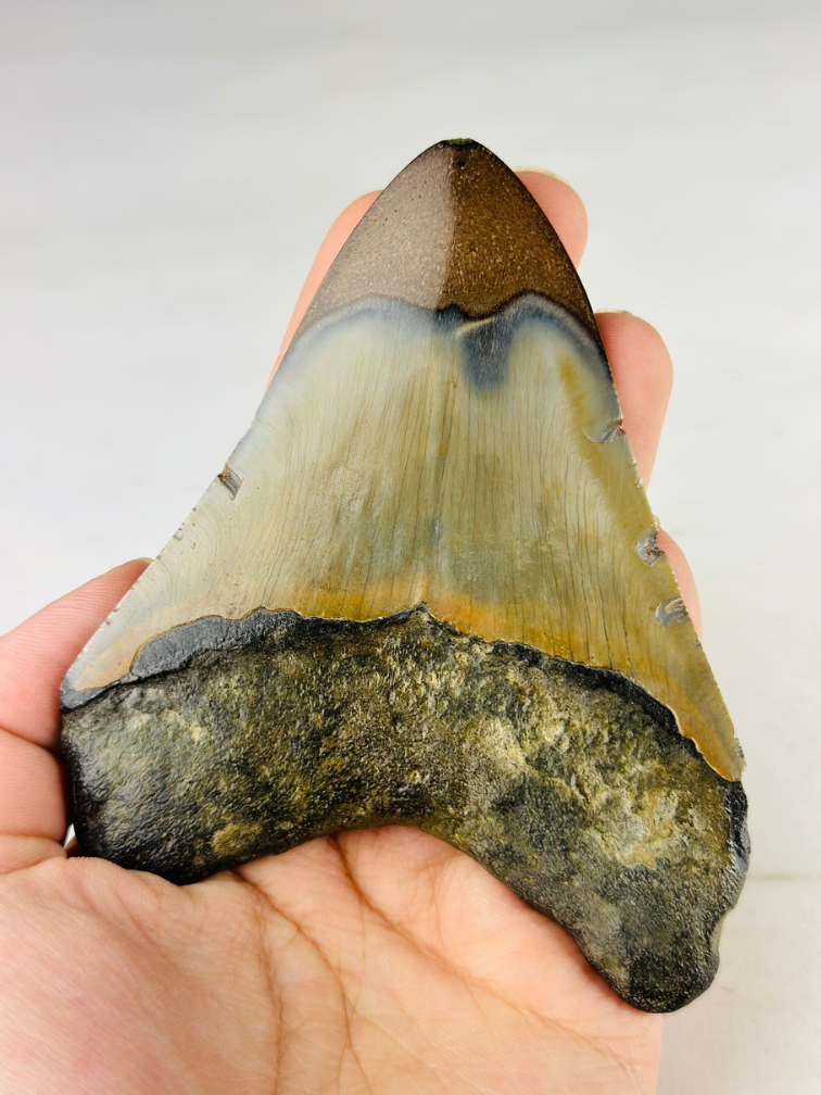 Gepolijste megalodon tand "Old Scroll" (VS) - 10,6 cm