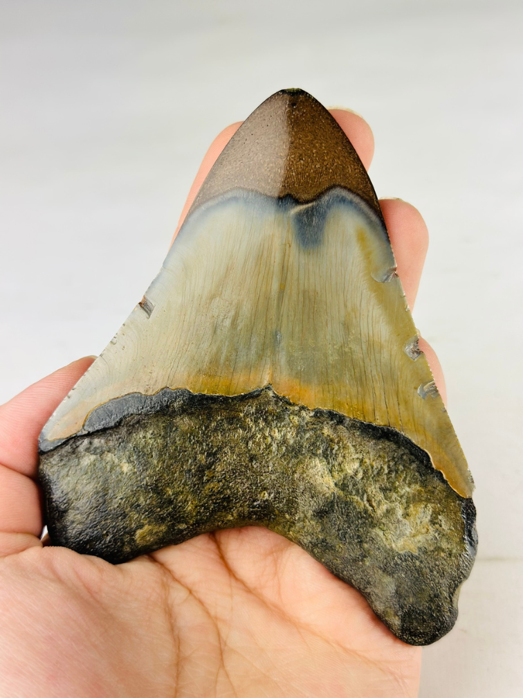 Polierter Megalodon-Zahn "Old Scroll" (US) - 10,6 cm