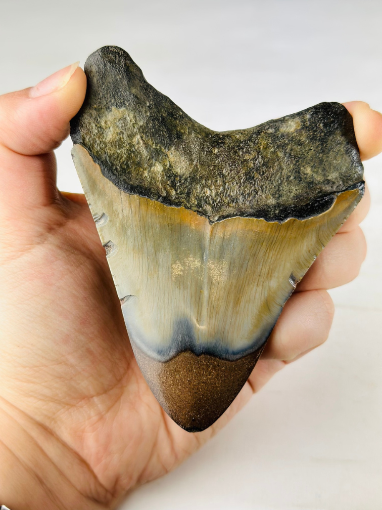 Polierter Megalodon-Zahn "Old Scroll" (US) - 10,6 cm