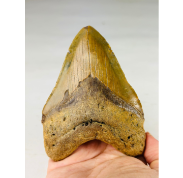 Dente di Megalodon "The Wrath" (USA) - 11 cm