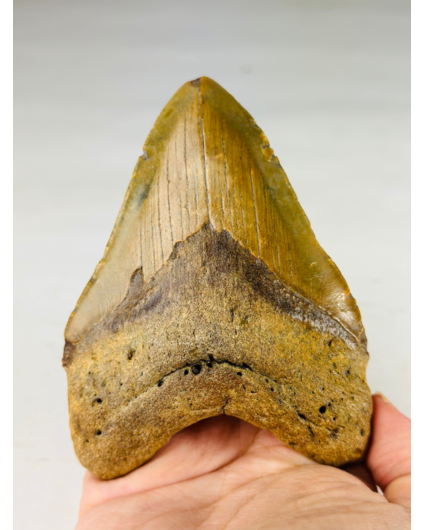 Megalodon tooth "The Wrath" (US) - 11 cm