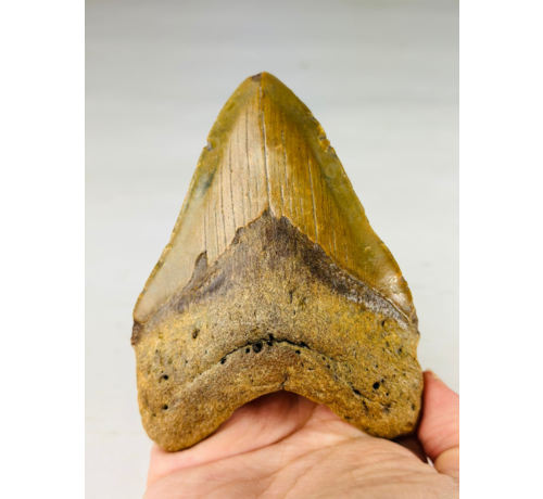 Dente di Megalodon "The Wrath" (USA) - 11 cm