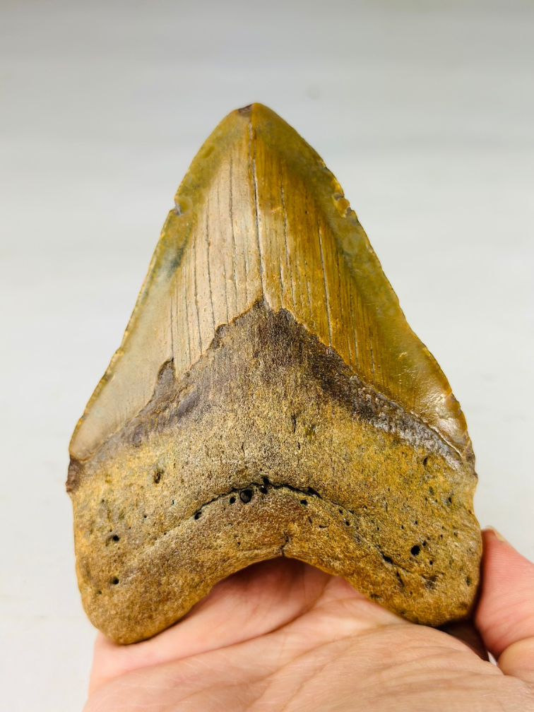 Dente di Megalodon "The Wrath" (USA) - 11 cm