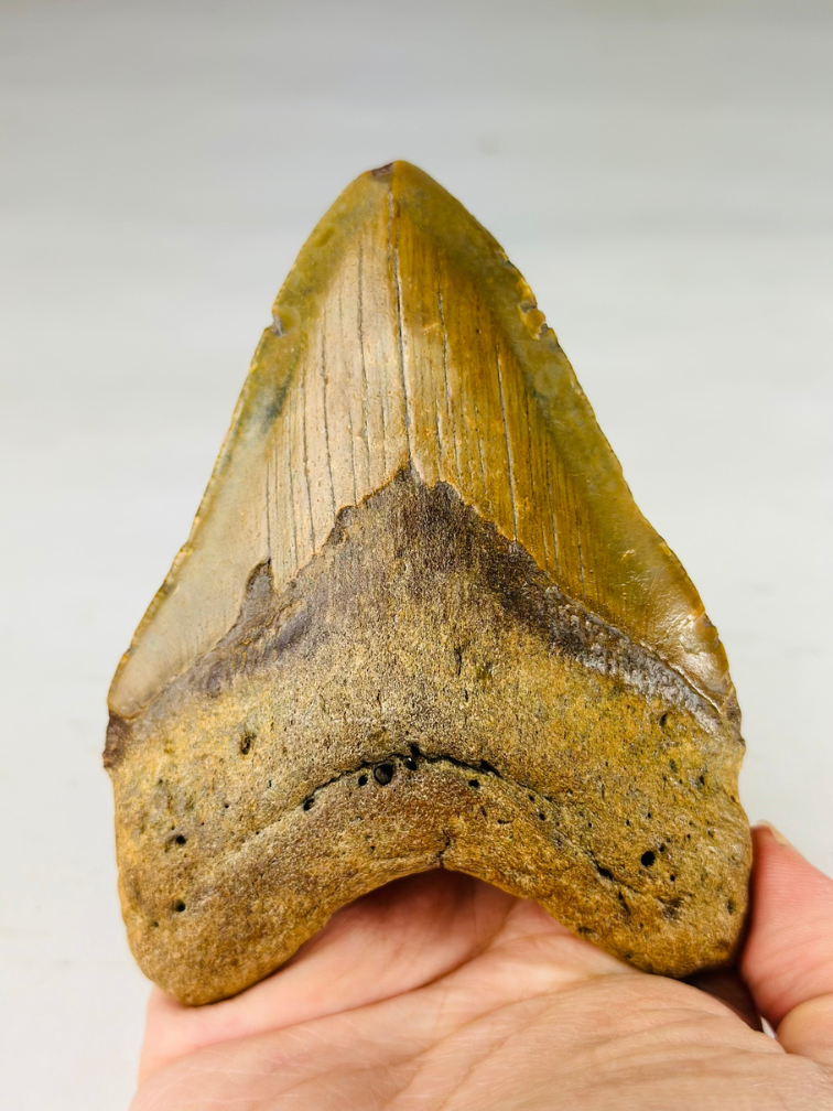 Megalodon tooth "The Wrath" (US) - 11 cm